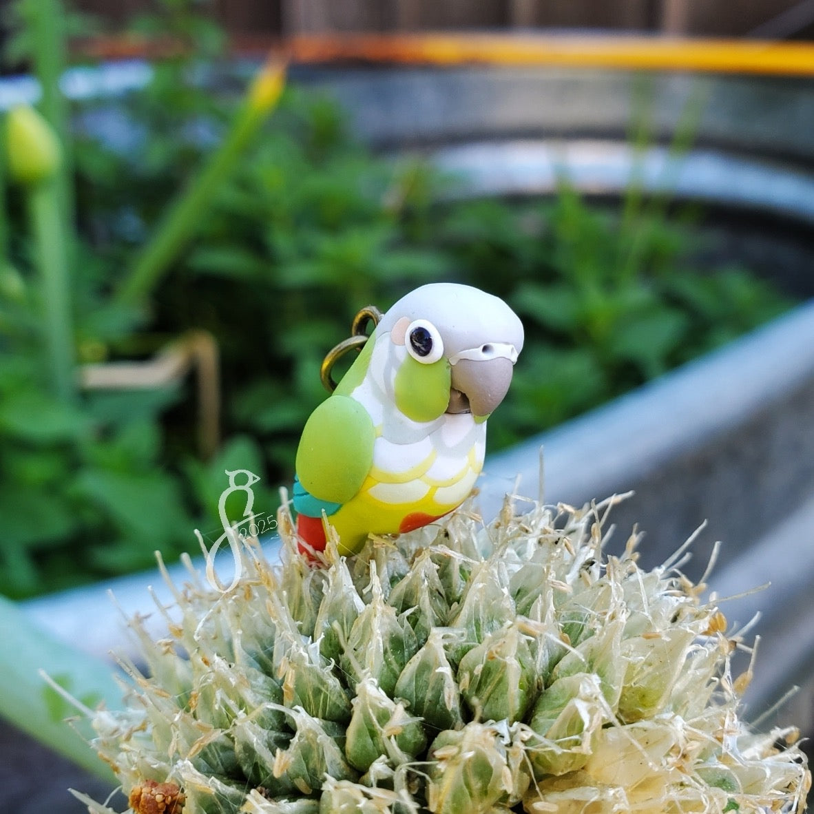 Cinnamon Green Cheek Conure Charm