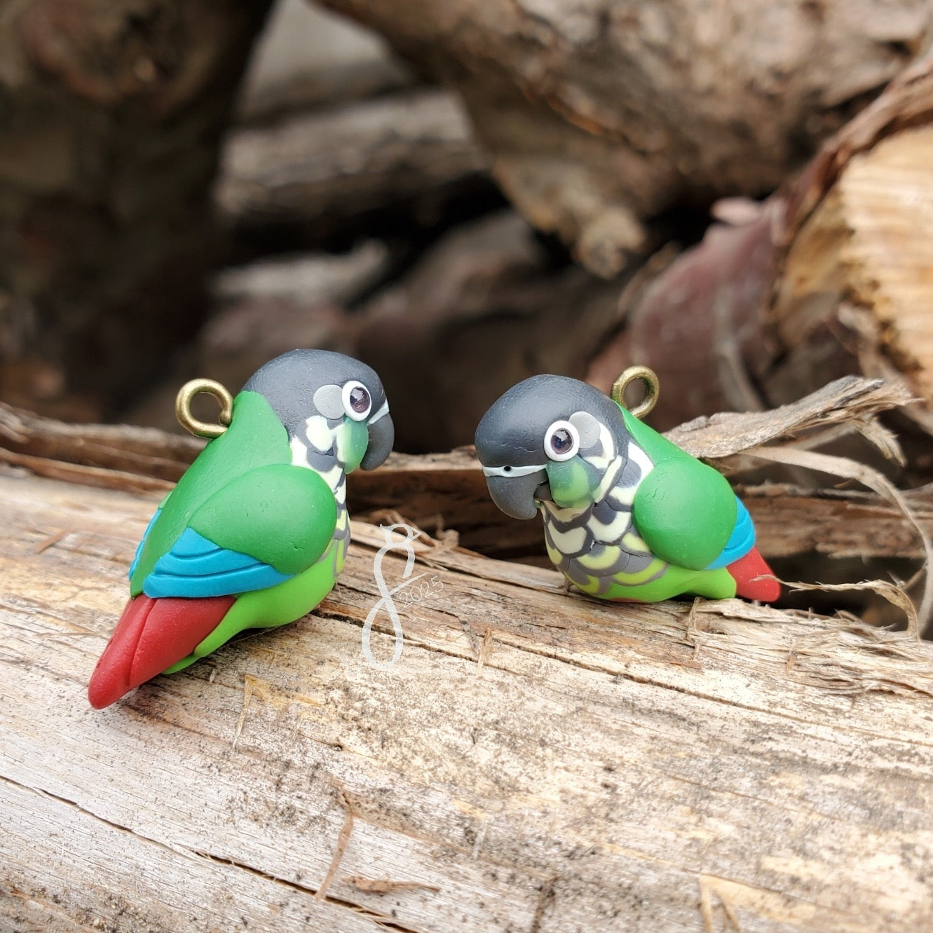 Green Cheek Conure Charm