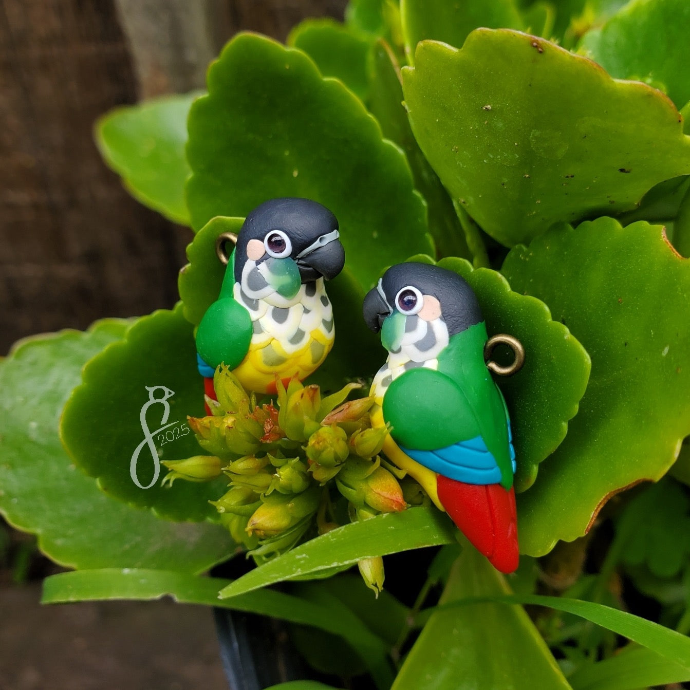 Yellow-Sided Green Cheek Charm